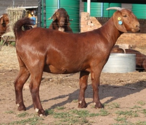 1X KALAHARI RED STUD 39-092 DOE KILIFI CREEK KALAHARI REDS