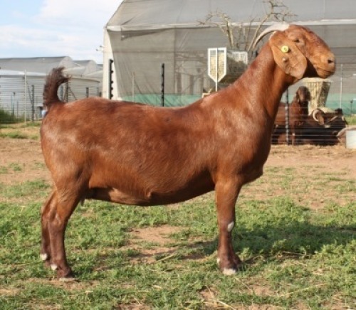 WITHDERAWN - 1X KALAHARI RED DOE KILIFI CREEK KALAHARI REDS
