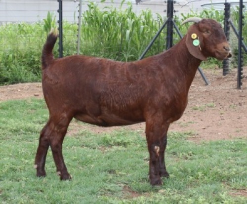 1X KALAHARI RED FLOCK 39-041 DOE KILIFI CREEK KALAHARI REDS