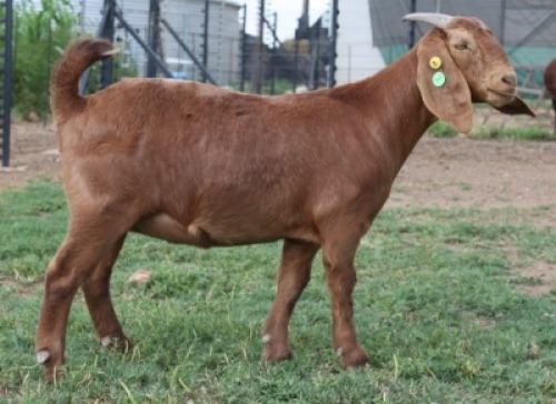 1X KALAHARI RED FLOCK 39-037 DOE KILIFI CREEK KALAHARI REDS