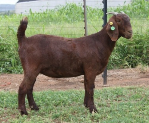1X KALAHARI RED FLOCK 39-038 DOE KILIFI CREEK KALAHARI REDS