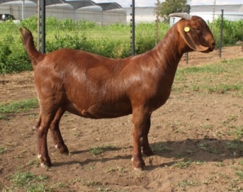 WITHDRAWN - 1X KALAHARI RED DOE KILIFI CREEK KALAHARI REDS
