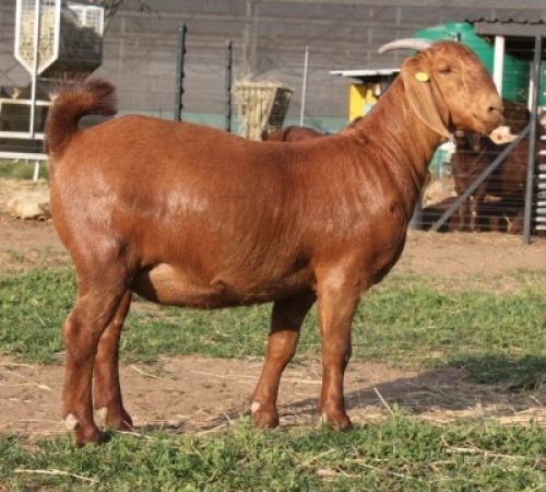1X KALAHARI RED FLOCK 21-506 DOE KILIFI CREEK KALAHARI REDS