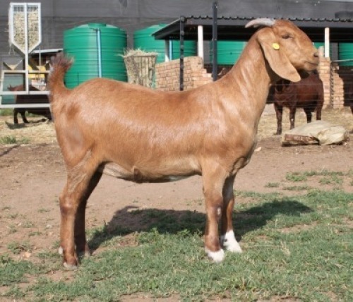 1X KALAHARI RED FLOCK 21-513 DOE KILIFI CREEK KALAHARI REDS