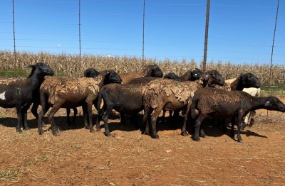 10X OOI/EWE WITH 2 LAMBS Swart (Betaal per stuk om lot te neem)