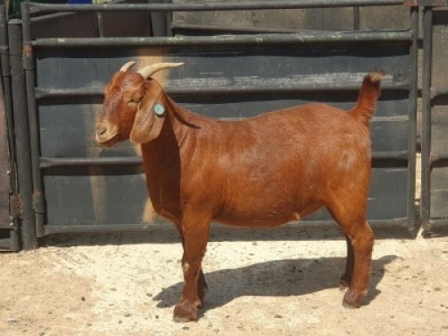 1X KALAHARI RED FLOCK DOE NIEUBADEN KALAHARI REDS