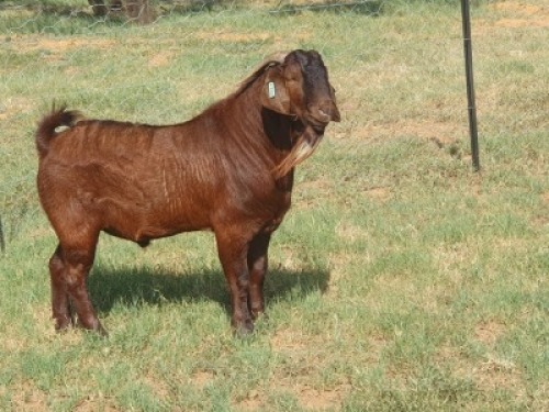 1X KALAHARI RED FLOCK 42/154 BUCK NIEUBADEN KALAHARI REDS