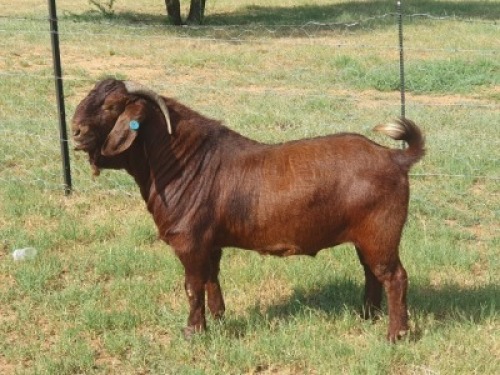 1X KALAHARI RED FLOCK BUCK NIEUBADEN KALAHARI REDS