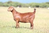 1X Kalahari Red FLOCK DOE ANTON & RICKUS BOTHMA BOERBOK STOET