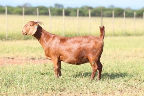 1X Kalahari Red STUD 39-055 DOE ANTON & RICKUS BOTHMA BOERBOK STOET