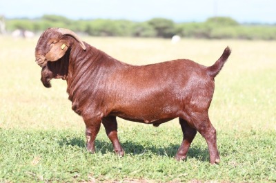 1X Kalahari Red FLOCK 39-28 BUCK ANTON & RICKUS BOTHMA BOERBOK STOET