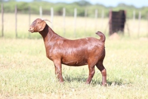 1X Kalahari Red STUD 21-088 DOE ANTON & RICKUS BOTHMA BOERBOK STOET