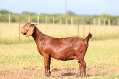 1X Kalahari Red FLOCK 39-029 DOE ANTON & RICKUS BOTHMA BOERBOK STOET