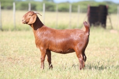1X Kalahari Red STUD 21-085 DOE ANTON & RICKUS BOTHMA BOERBOK STOET