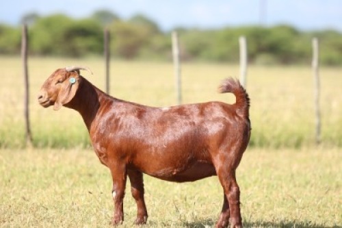 1X Kalahari Red STUD 39-076 DOE ANTON & RICKUS BOTHMA BOERBOK STOET