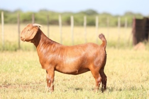 1X Kalahari Red FLOCK 21-502 DOE ANTON & RICKUS BOTHMA BOERBOK STOET