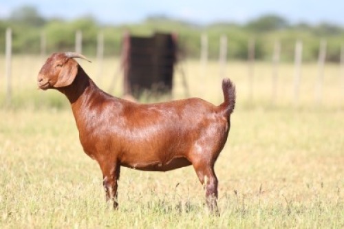 1X Kalahari Red FLOCK 39-029 DOE ANTON & RICKUS BOTHMA BOERBOK STOET