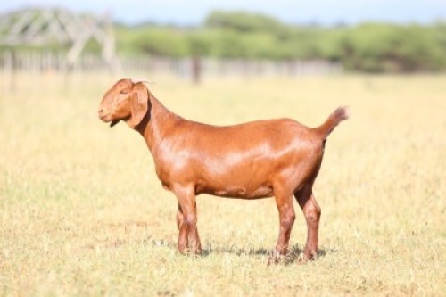 1X Kalahari Red FLOCK 21-508 DOE ANTON & RICKUS BOTHMA BOERBOK STOET