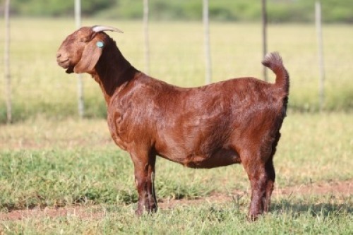 1X Kalahari Red FLOCK DOE ANTON & RICKUS BOTHMA BOERBOK STOET
