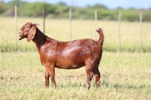 1X Kalahari Red STUD 21-096 DOE ANTON & RICKUS BOTHMA BOERBOK STOET