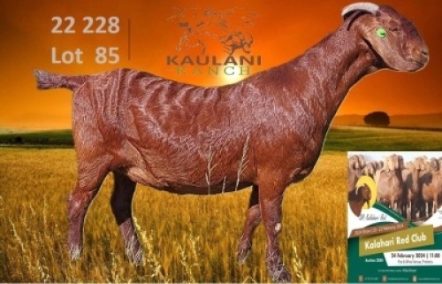 1X KALAHARI RED FLOCK 21-972 DOE KAULANI RANCH