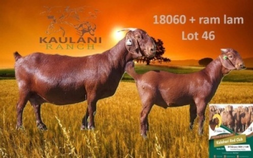 1+1X KALAHARI RED STUD 21-093 DOE KAULANI RANCH
