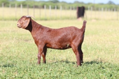 1X Kalahari Red FLOCK 21-515 DOE ANTON & RICKUS BOTHMA BOERBOK STOET