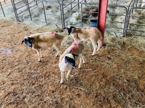 LOT 43 - 3 X&nbsp; (F)&nbsp; DORPER&nbsp; LANIE KRUGER&nbsp; (PER STUK OM LOT TE NEEM/PER PIECE TO TAKE THE LOT)