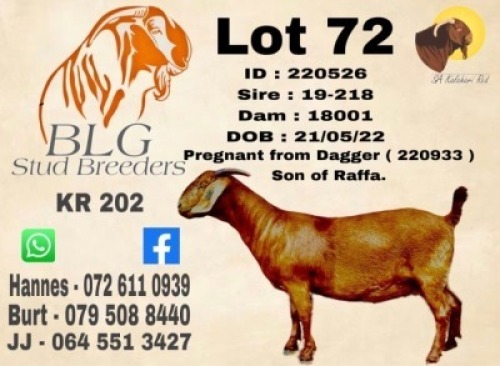 1X KALAHARI RED STUD 17-127 EWE BLG STUD BREEDERS