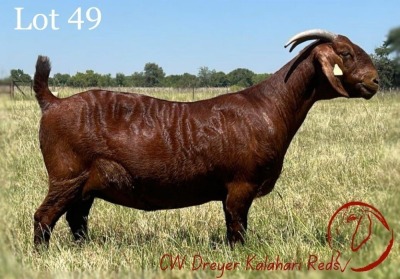 1X KALAHARI RED STUD 21-081 DOE CW DREYER KALAHARI REDS