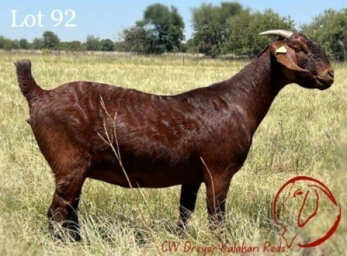 1X KALAHARI RED FLOCK 21-507 DOE CW DREYER KALAHARI REDS