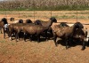 10X OOI/EWE WITH ONE LAMB Swart (Betaal per stuk om lot te neem) - 2