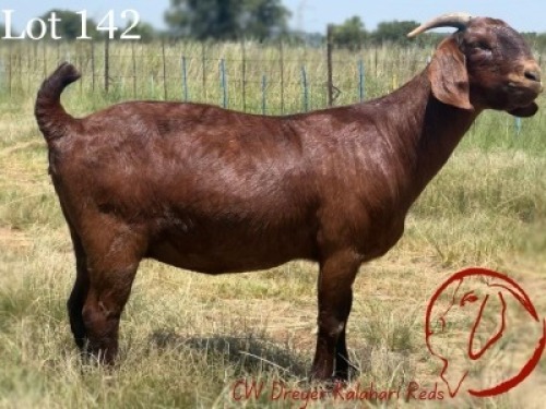 1X KALAHARI RED FLOCK 21-509 DOE CW DREYER KALAHARI REDS