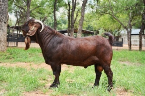 WITHDRAWN - 1X KALAHARI RED BUCK REDSTAG RANCH