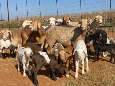 14X OOI/EWE Bont Bruin met lammers (Betaal per stuk om lot te neem)