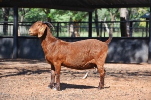 1X KALAHARI RED STUD 17-056 DOE REDSTAG RANCH