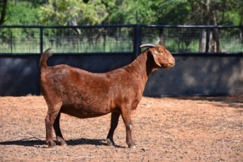 1X KALAHARI RED FLOCK DOE REDSTAG RANCH