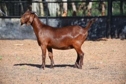 1X KALAHARI RED FLOCK 17-009 DOE REDSTAG RANCH