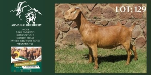 WITHDRAWN - 1X KALAHARI RED PREGNANT DOE Armaleo Boerdery
