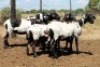 5X MEATMASTER EWE (Pay per Animal to take all in lot) - 2