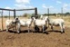 7X MEATMASTER EWE (Pay per Animal to take all in lot) - 2