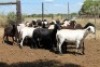 14X MEATMASTER EWE (Pay per Animal to take all in lot) - 2