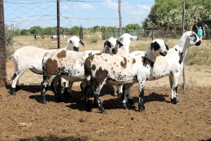 5X MEATMASTER EWE (Pay per Animal to take all in lot)