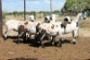 5X MEATMASTER EWE (Pay per Animal to take all in lot)