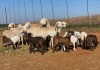 14X OOI/EWE Wit ooie met lammers (Betaal per stuk om lot te neem)