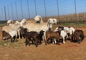 14X OOI/EWE Wit ooie met lammers (Betaal per stuk om lot te neem)