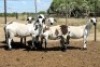 5X MEATMASTER EWE (Pay per Animal to take all in lot) - 2