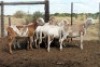 8X MEATMASTER EWE (Pay per Animal to take all in lot) - 2