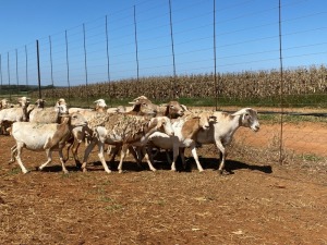 20X OOI/EWE Bont Bruin (Betaal per stuk om lot te neem)