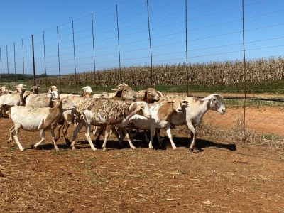 20X OOI/EWE Bont Bruin (Betaal per stuk om lot te neem)